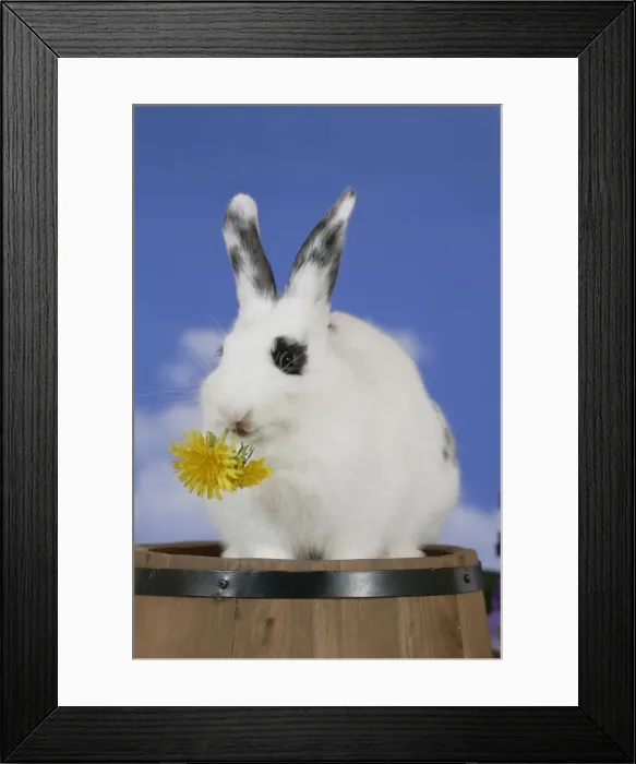 Framed Print : Picture No. 10859751 Framed Print : Picture No. 10859751