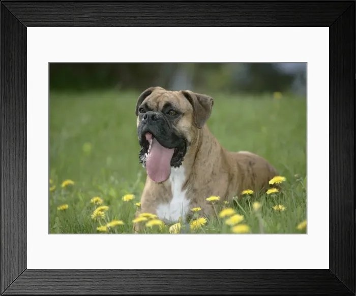 Framed Print : Picture No. 10859745 Framed Print : Picture No. 10859745