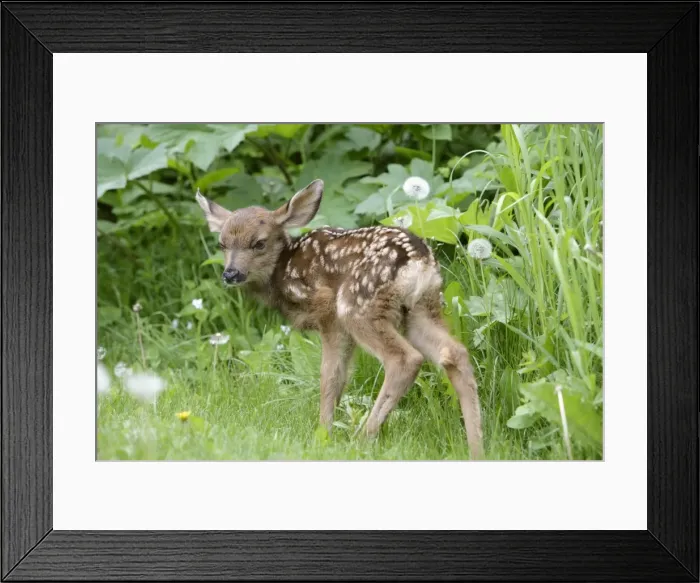 Framed Print : Picture No. 10859752 Framed Print : Picture No. 10859752