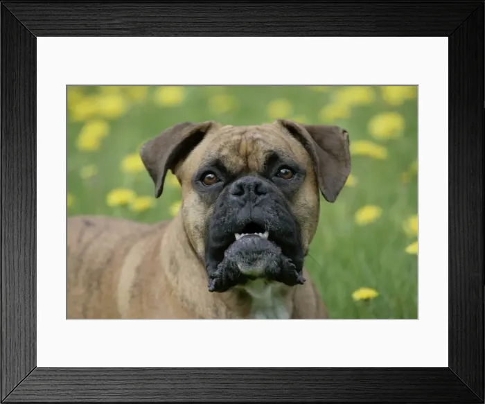 Framed Print : Picture No. 10859747 Framed Print : Picture No. 10859747