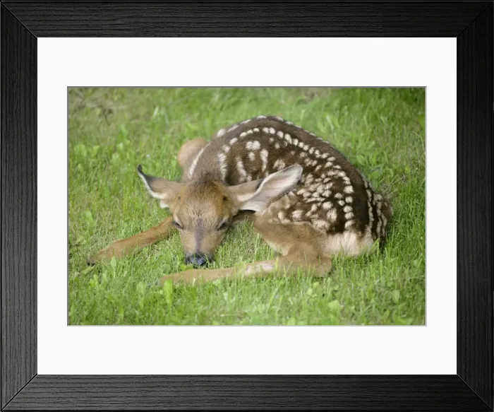 Framed Print : Picture No. 10859753 Framed Print : Picture No. 10859753