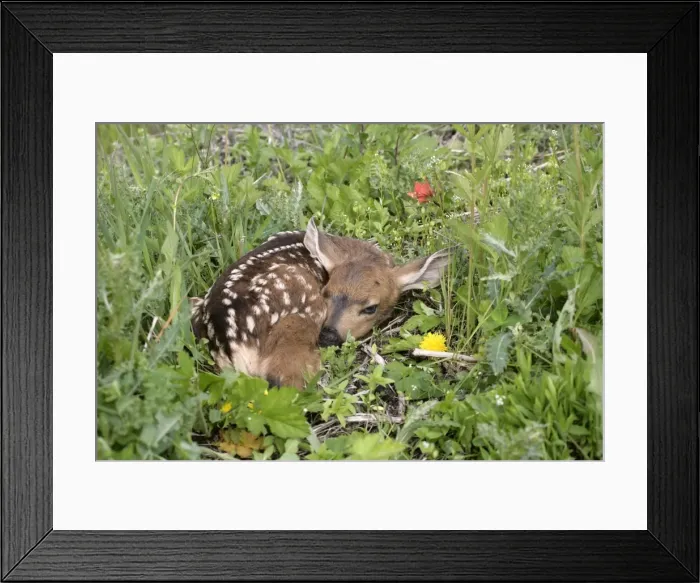 Framed Print : Picture No. 10859754 Framed Print : Picture No. 10859754