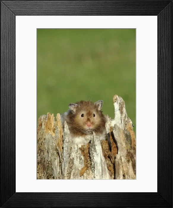 Framed Print : Picture No. 10859761 Framed Print : Picture No. 10859761