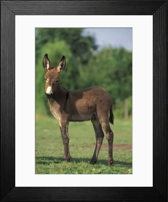 Framed Print : Picture No. 10859763