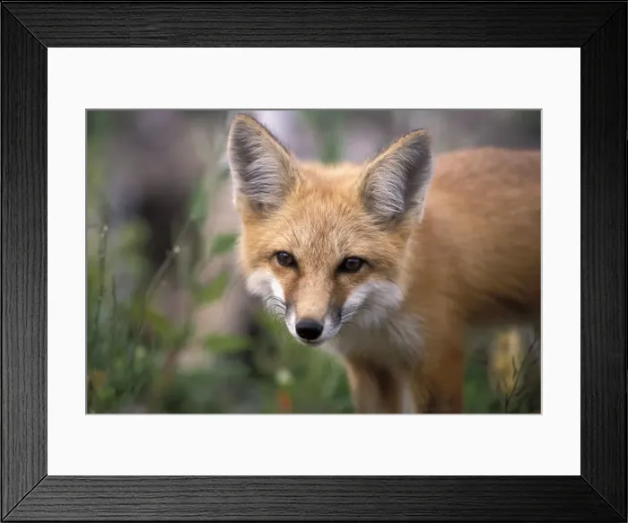 Framed Print : Picture No. 10859756 Framed Print : Picture No. 10859756