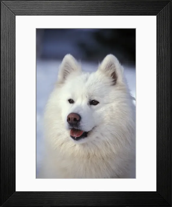 Framed Print : Picture No. 10859757 Framed Print : Picture No. 10859757