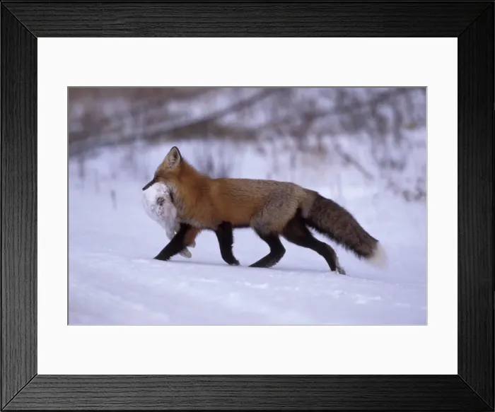 Framed Print : Picture No. 10859762