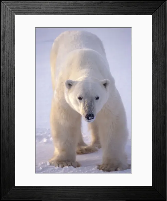 Framed Print : Picture No. 10859765 Framed Print : Picture No. 10859765