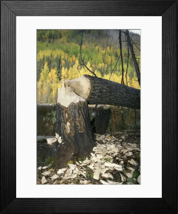 Framed Print : Picture No. 10859768 Framed Print : Picture No. 10859768