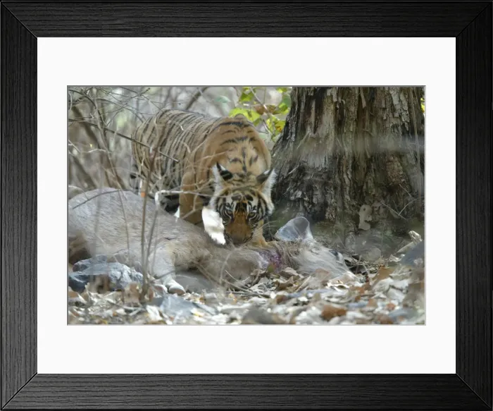 Framed Print : Picture No. 10859772 Framed Print : Picture No. 10859772