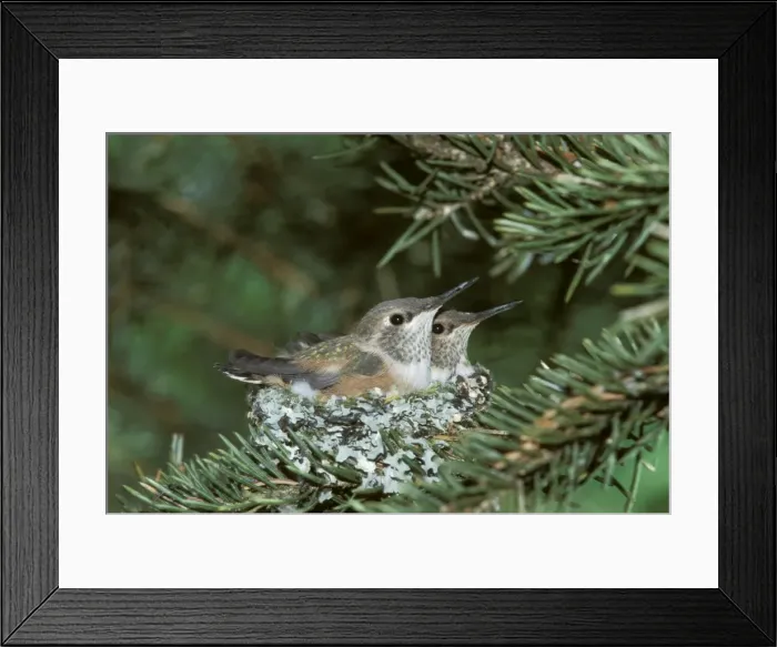 Framed Print : Picture No. 10859769 Framed Print : Picture No. 10859769