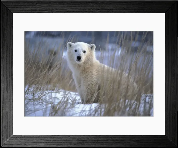 Framed Print : Picture No. 10859766