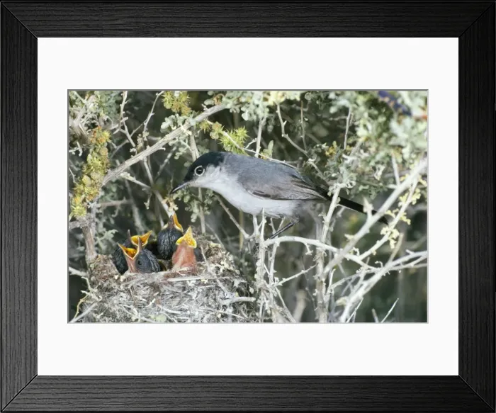Framed Print : Picture No. 10859786 Framed Print : Picture No. 10859786