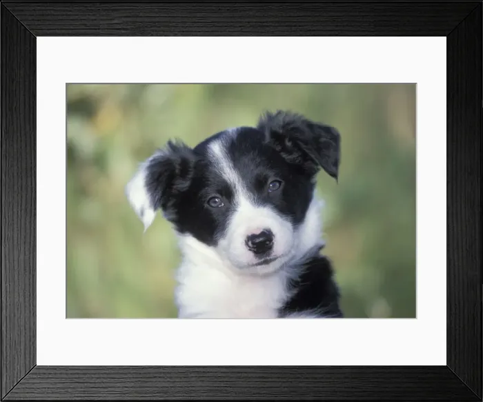 Framed Print : Picture No. 10859770 Framed Print : Picture No. 10859770