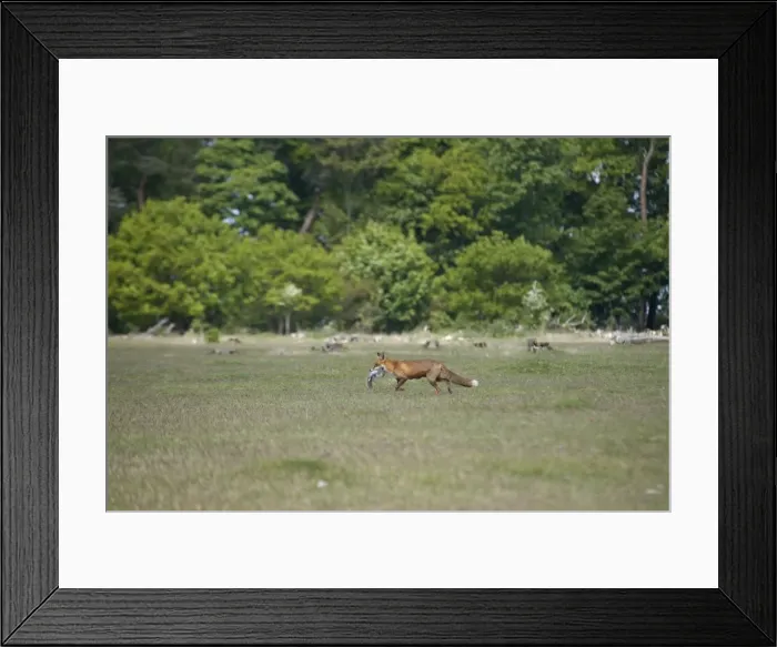 Framed Print : Picture No. 10859799 Framed Print : Picture No. 10859799