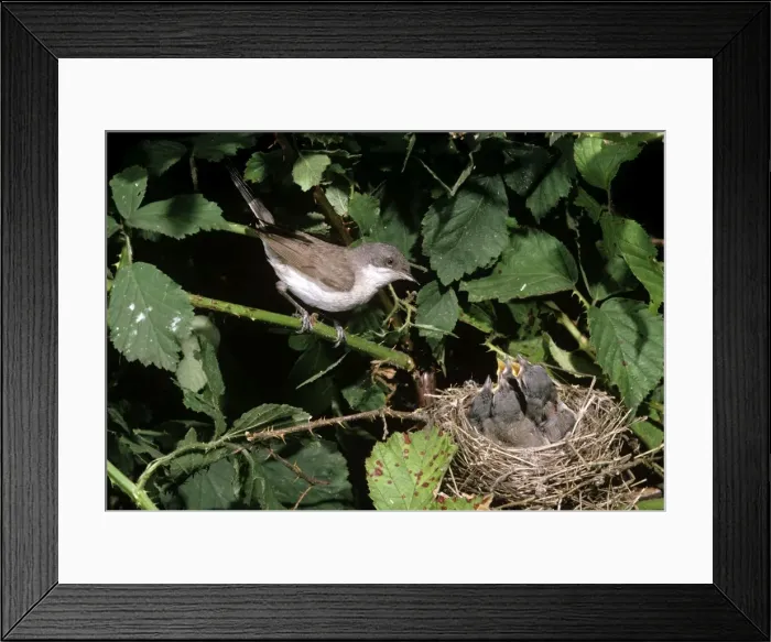 Framed Print : Picture No. 10859785 Framed Print : Picture No. 10859785