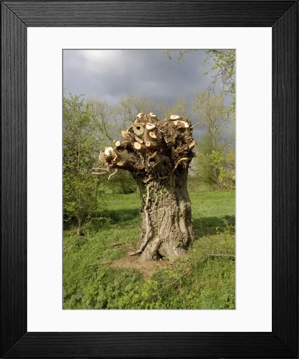 Framed Print : Picture No. 10859854 Framed Print : Picture No. 10859854