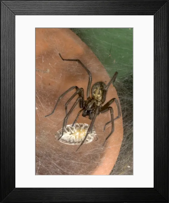 Framed Print : Picture No. 10859907 Framed Print : Picture No. 10859907