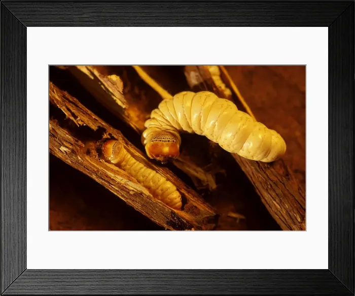 Framed Print : Picture No. 10859982 Framed Print : Picture No. 10859982