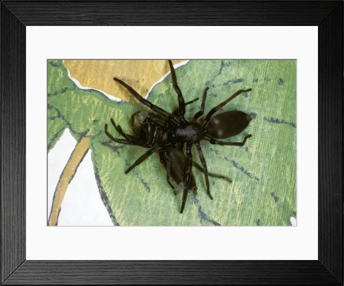 Framed Print : Picture No. 10859989 Framed Print : Picture No. 10859989