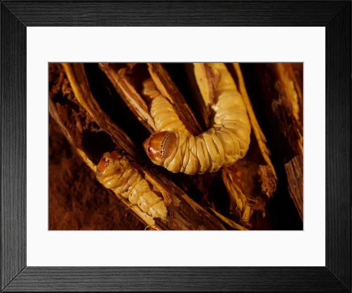 Framed Print : Picture No. 10859987 Framed Print : Picture No. 10859987