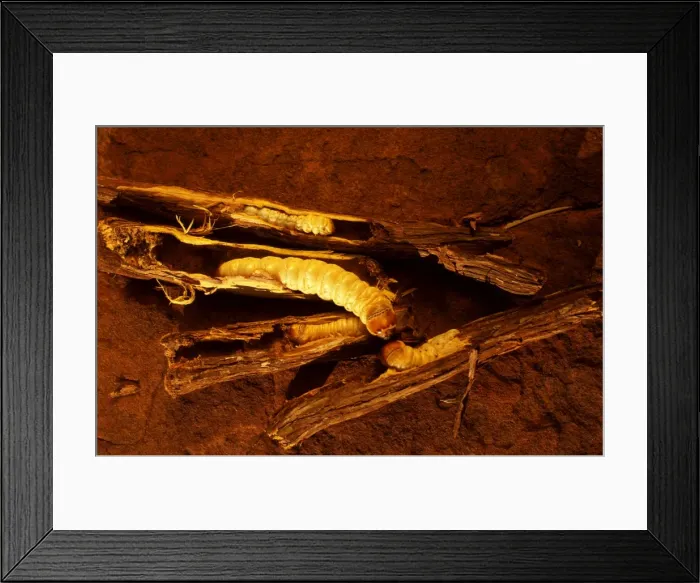 Framed Print : Picture No. 10859983 Framed Print : Picture No. 10859983