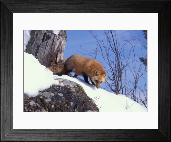 Framed Print : Picture No. 10860002