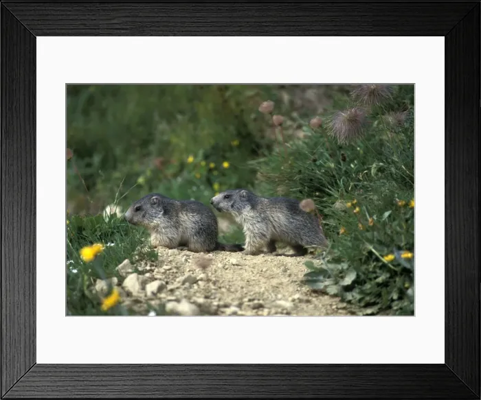 Framed Print : Picture No. 10860005 Framed Print : Picture No. 10860005