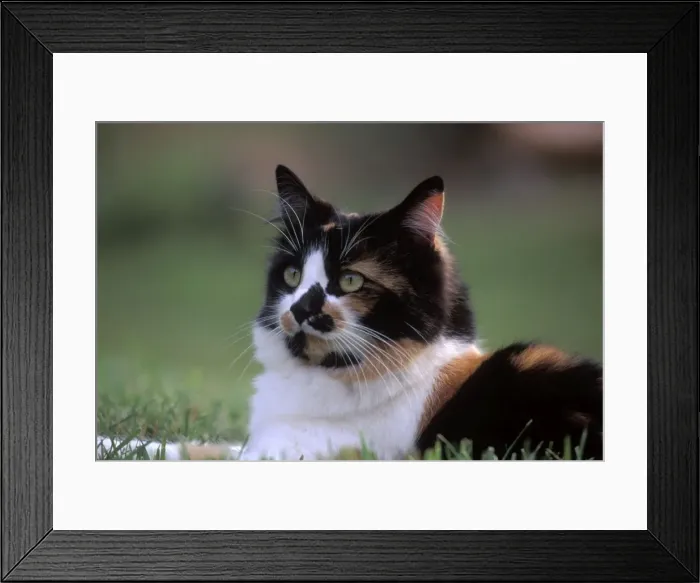 Framed Print : Picture No. 10860007 Framed Print : Picture No. 10860007