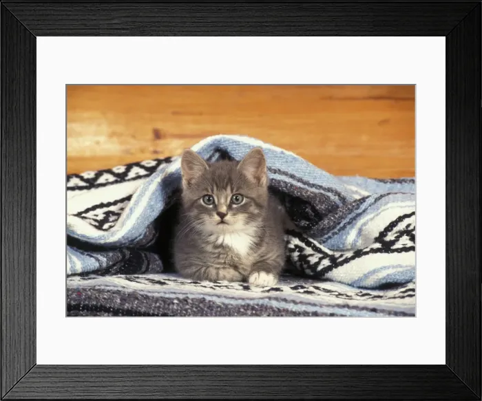 Framed Print : Picture No. 10860008 Framed Print : Picture No. 10860008