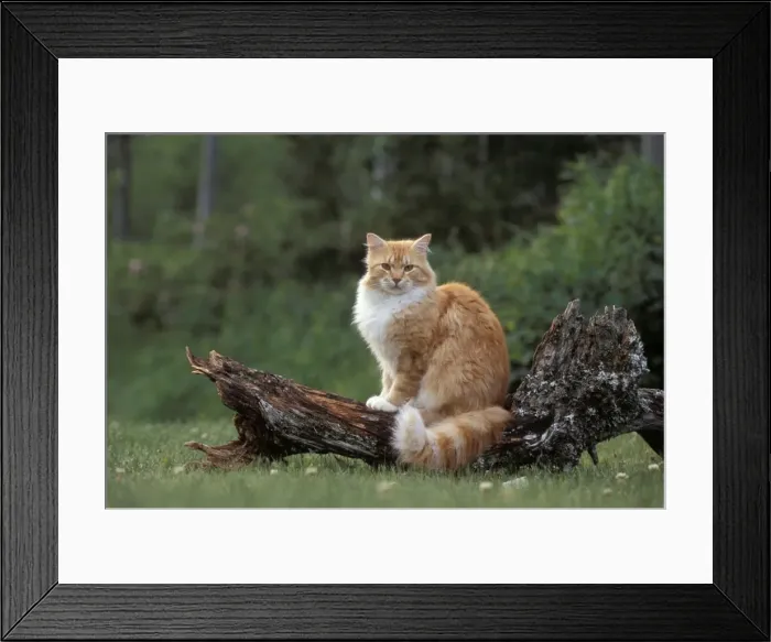 Framed Print : Picture No. 10860009 Framed Print : Picture No. 10860009