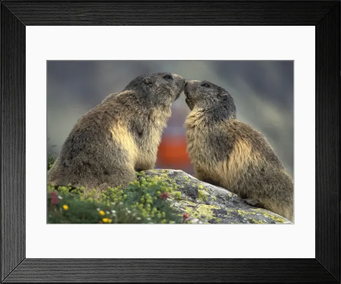 Framed Print : Picture No. 10860004 Framed Print : Picture No. 10860004