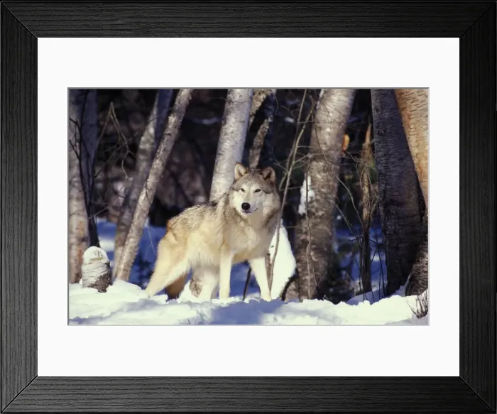 Framed Print : Picture No. 10860003 Framed Print : Picture No. 10860003