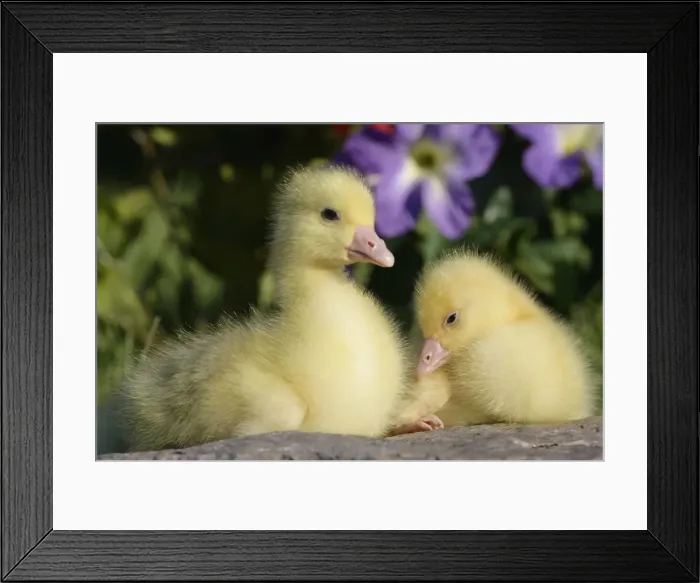 Framed Print : Picture No. 10860013 Framed Print : Picture No. 10860013