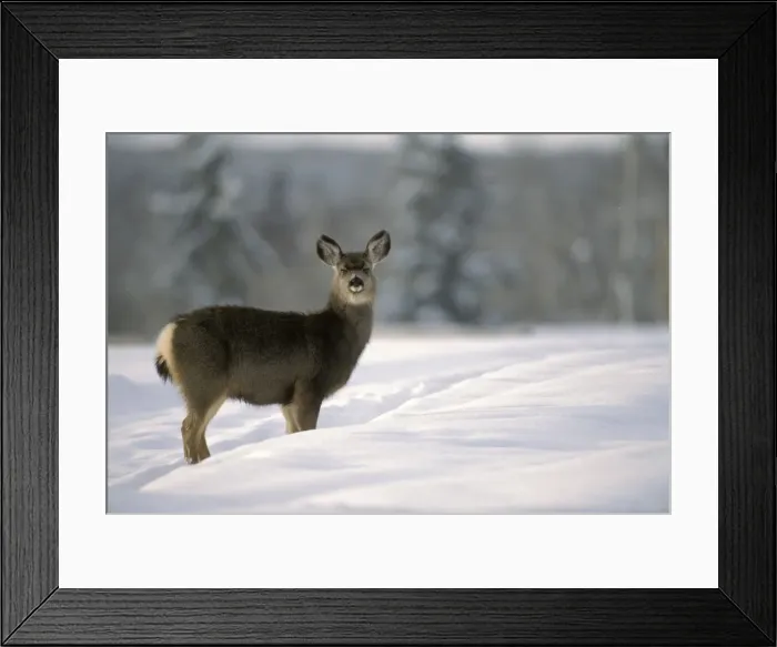 Framed Print : Picture No. 10860010 Framed Print : Picture No. 10860010