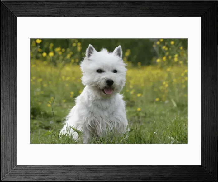 Framed Print : Picture No. 10860017 Framed Print : Picture No. 10860017