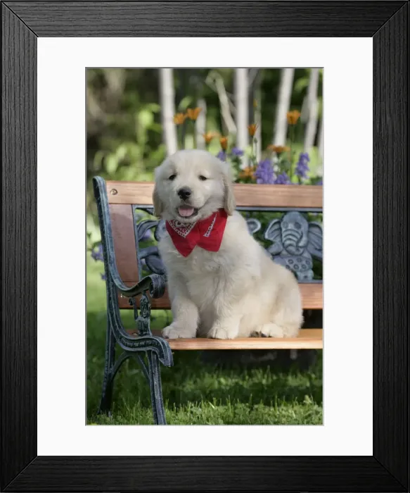 Framed Print : Picture No. 10860016 Framed Print : Picture No. 10860016