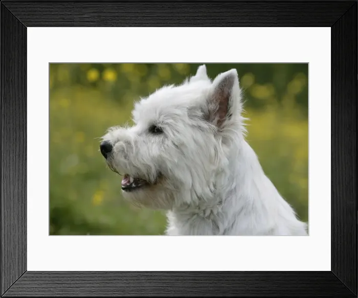 Framed Print : Picture No. 10860018 Framed Print : Picture No. 10860018
