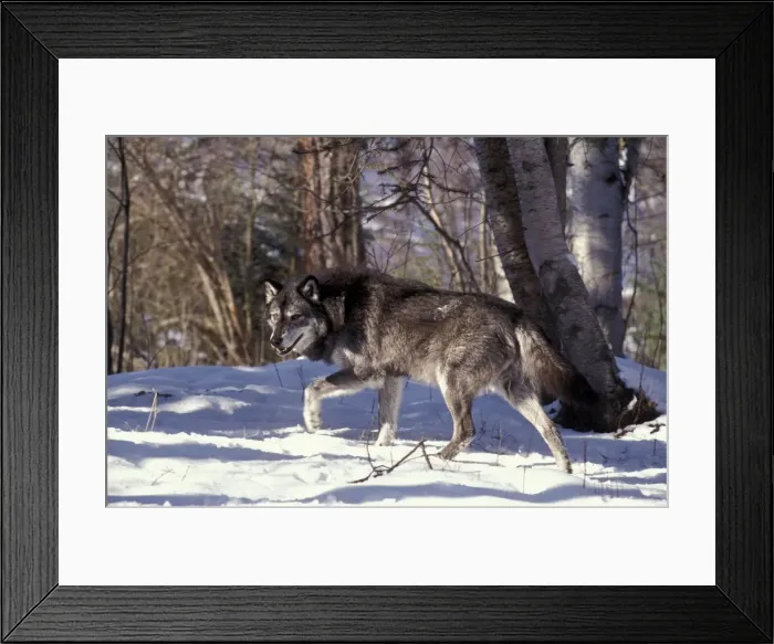 Framed Print : Picture No. 10860012 Framed Print : Picture No. 10860012