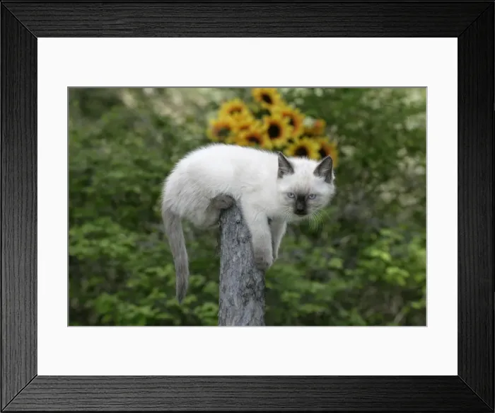 Framed Print : Picture No. 10860014 Framed Print : Picture No. 10860014