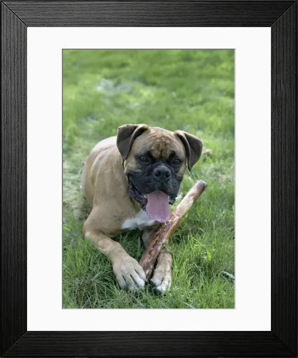 Framed Print : Picture No. 10860020 Framed Print : Picture No. 10860020