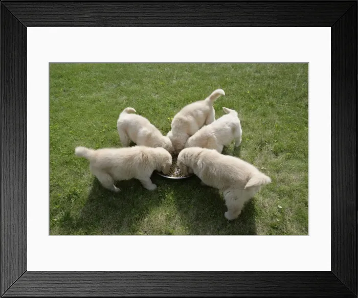 Framed Print : Picture No. 10860015