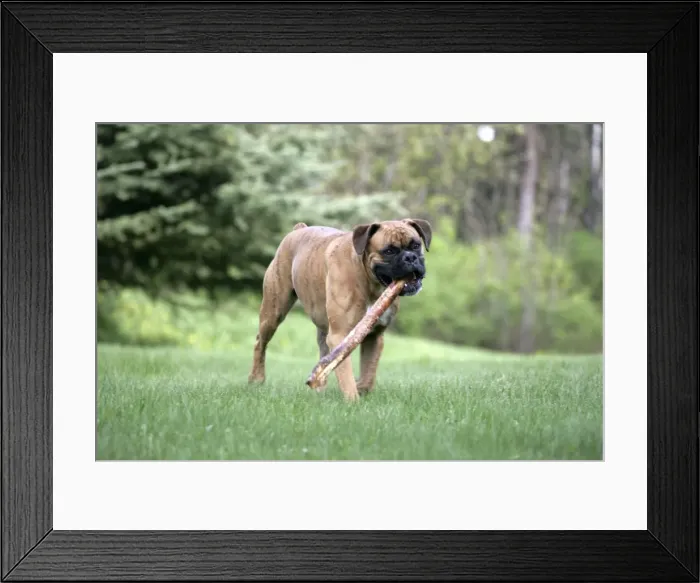 Framed Print : Picture No. 10860019 Framed Print : Picture No. 10860019