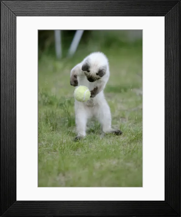 Framed Print : Picture No. 10860024 Framed Print : Picture No. 10860024