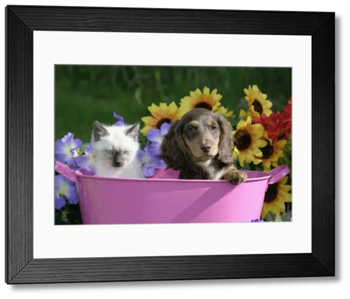 Framed Print : Picture No. 10860022 Framed Print : Picture No. 10860022
