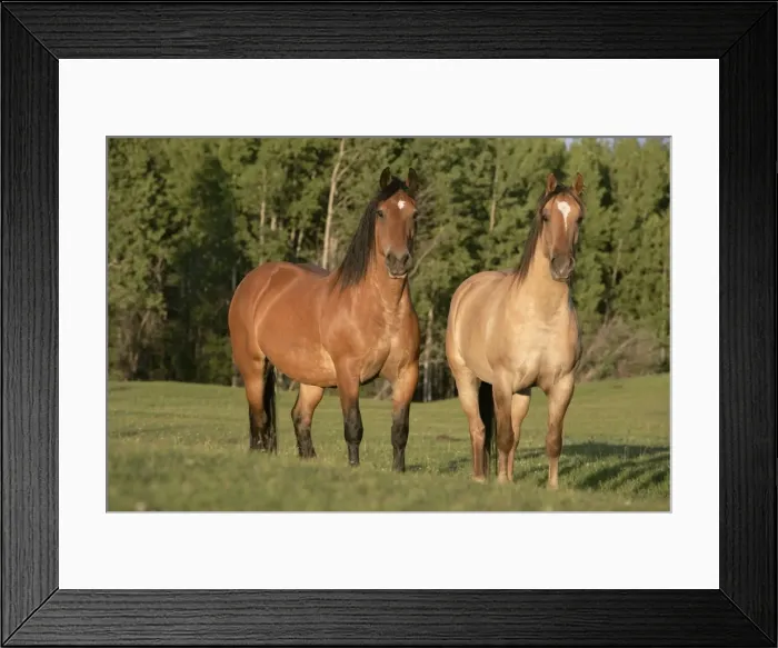 Framed Print : Picture No. 10860025 Framed Print : Picture No. 10860025