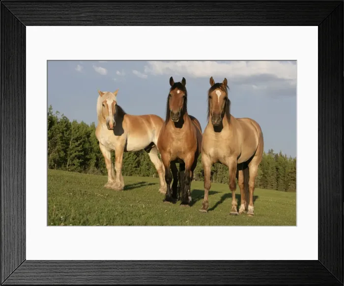 Framed Print : Picture No. 10860026 Framed Print : Picture No. 10860026