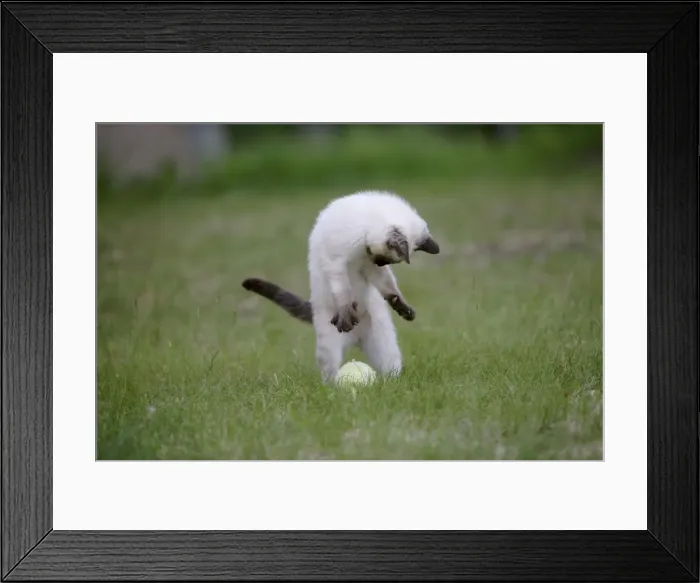 Framed Print : Picture No. 10860023