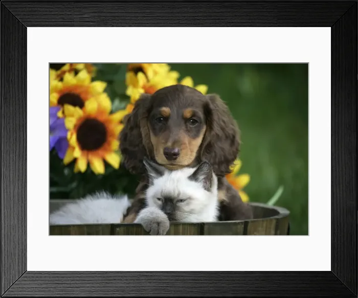 Framed Print : Picture No. 10860021 Framed Print : Picture No. 10860021