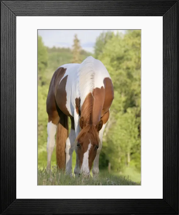 Framed Print : Picture No. 10860027